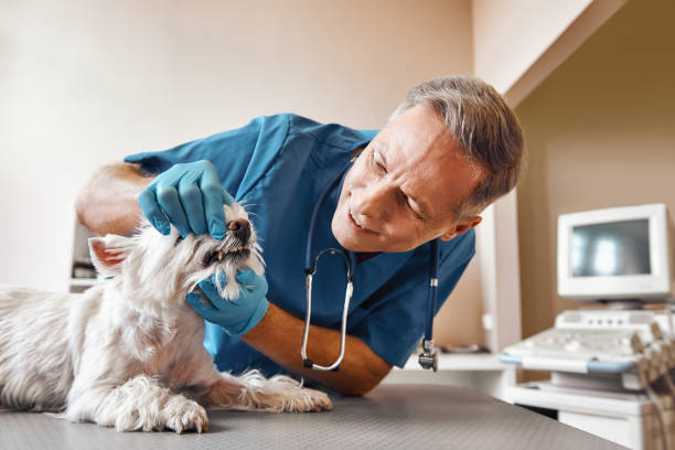 Best Same-Day Emergency Dentist in Alum Creek, WV